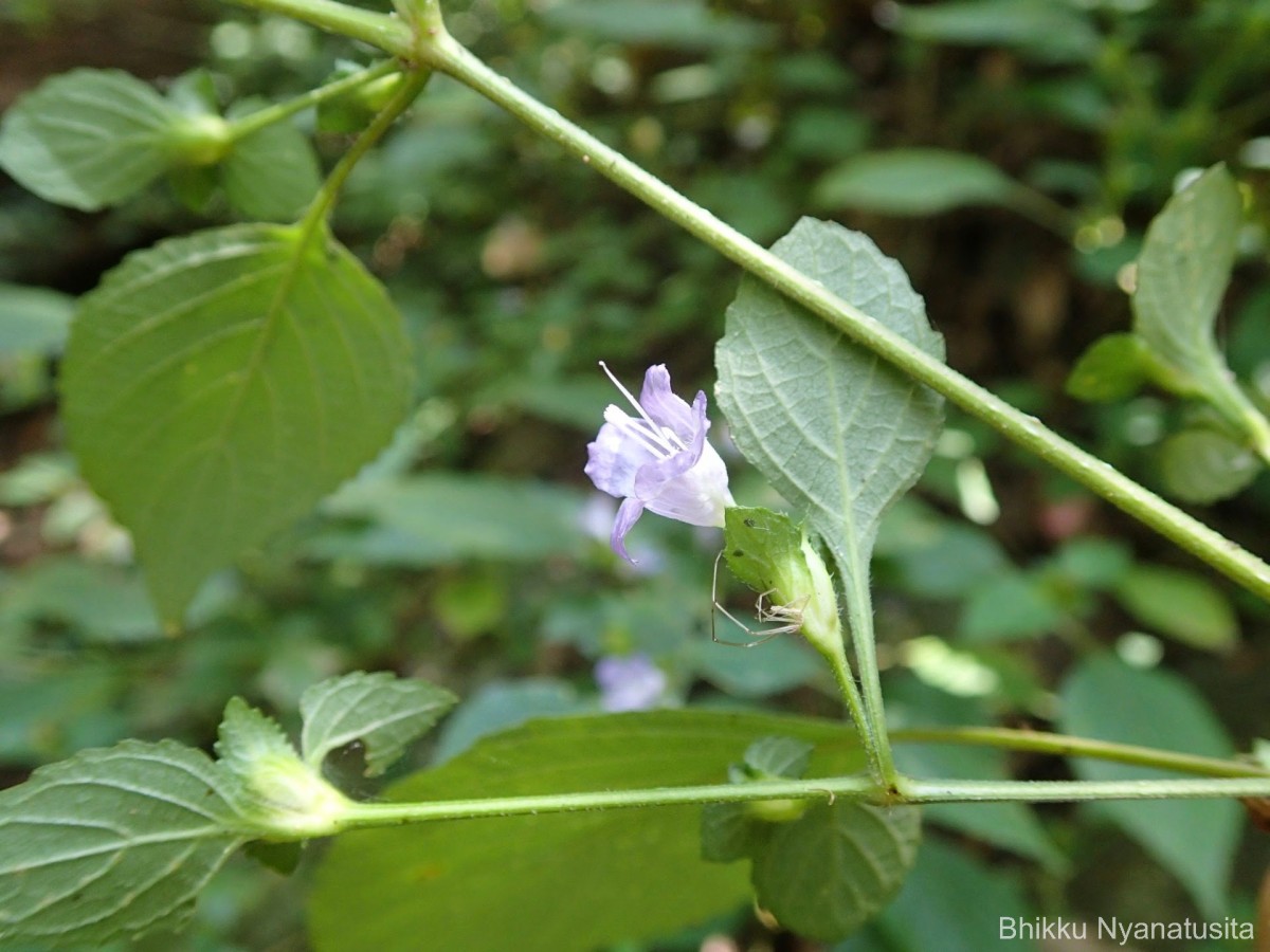 Strobilanthes adenophora Nees